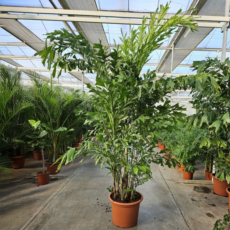 Carytota mitis palm kantoorplanten