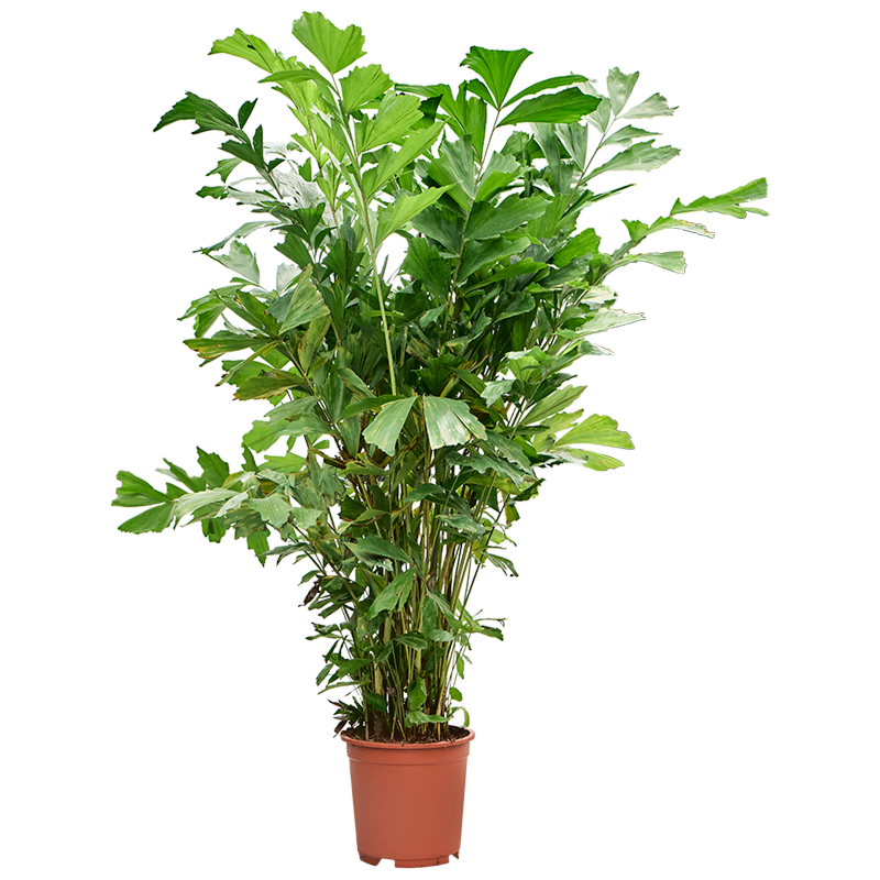 Caryota Mitis vissenstaartpalm