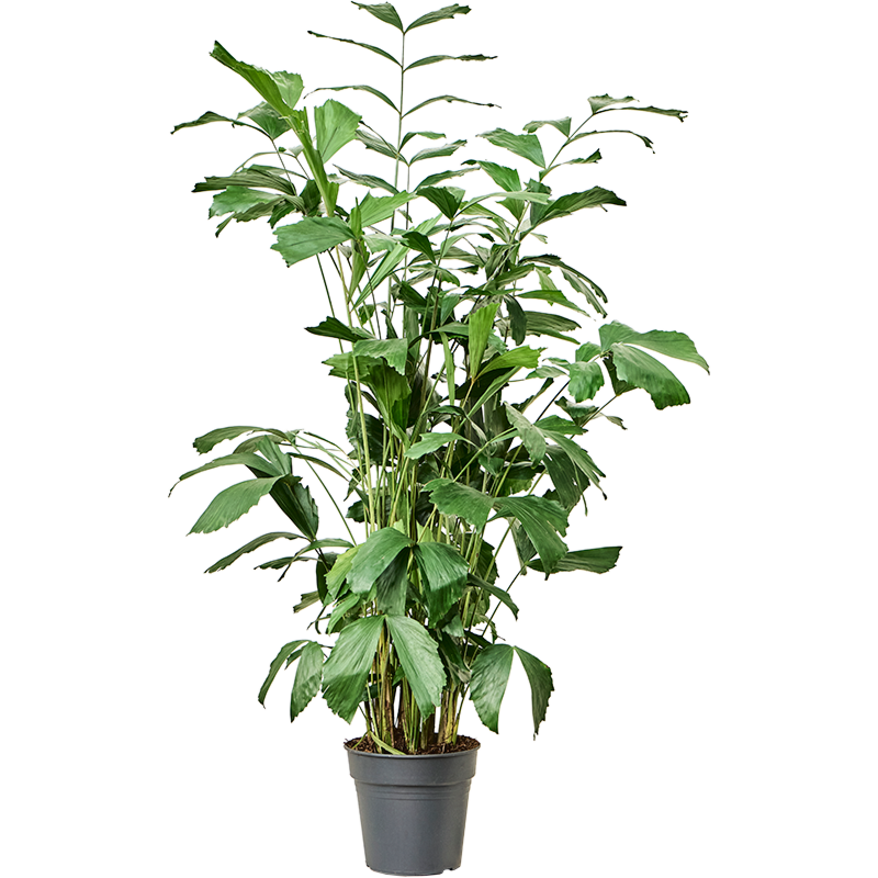 Caryota schaduwplant