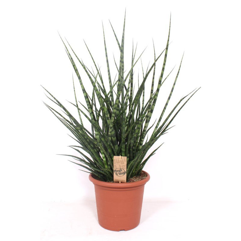 Sansevieria Fernwood Punk