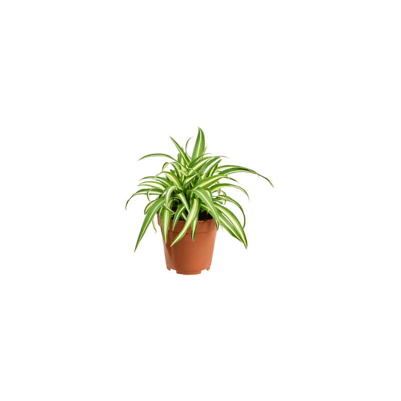 Chlorophytum goedkope kantoorplant