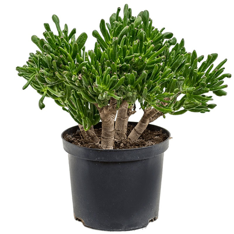 Crassula ovata Horntree plant