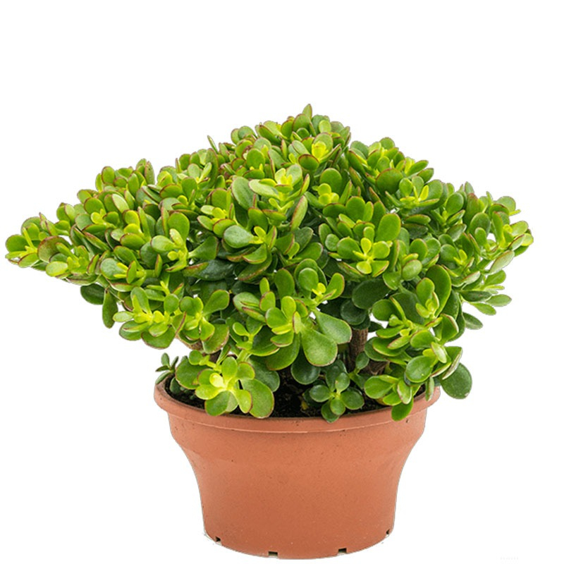 Crassula ovata Minor makkelijke plant