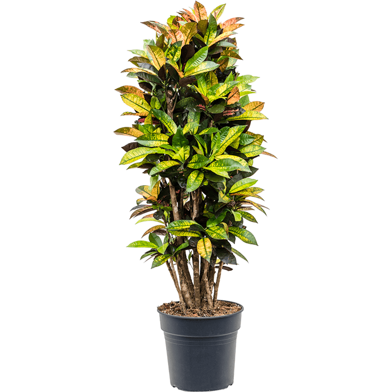 Croton gekleurd blad