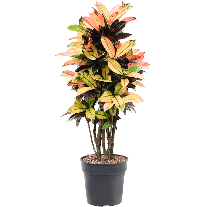 Croton kleurrijke plant