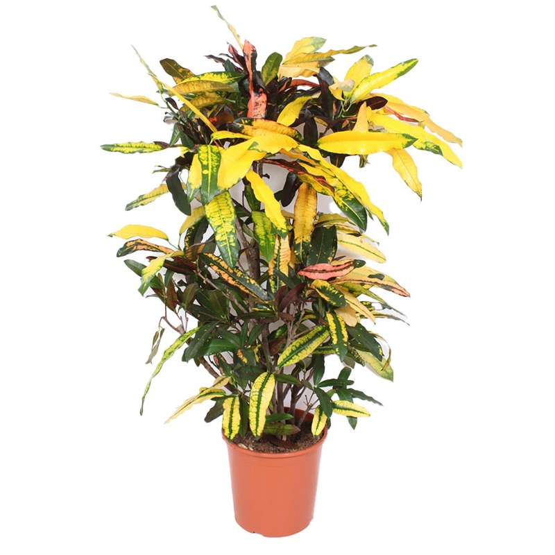 croton kamerplant