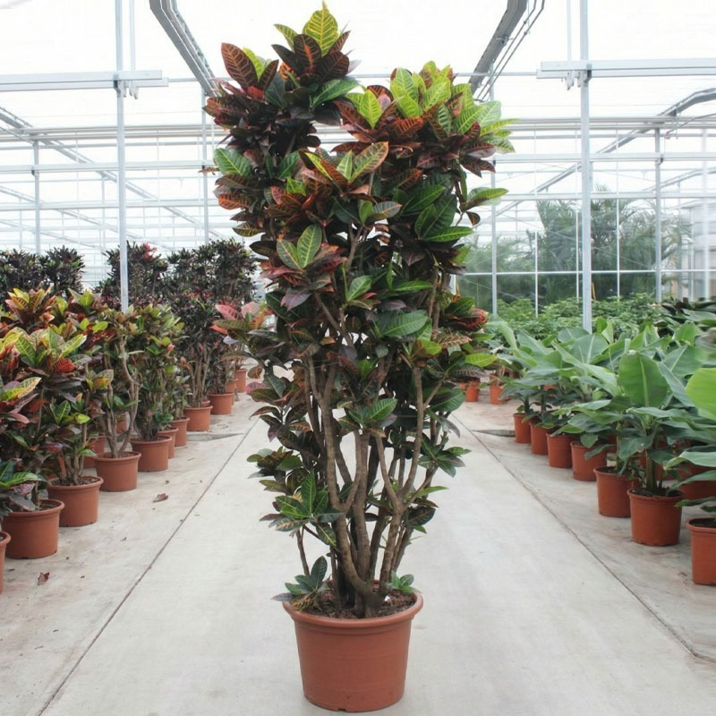 Croton petra plant met gekleurde bladeren