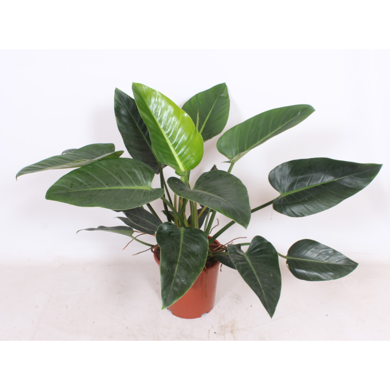Philodendron Congo Green