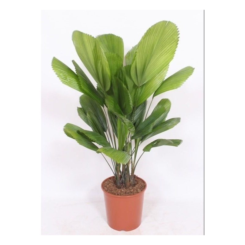 Licuala grandis