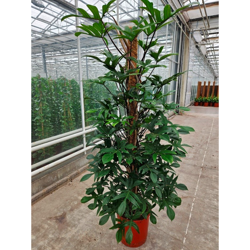 Philodendron pedatum