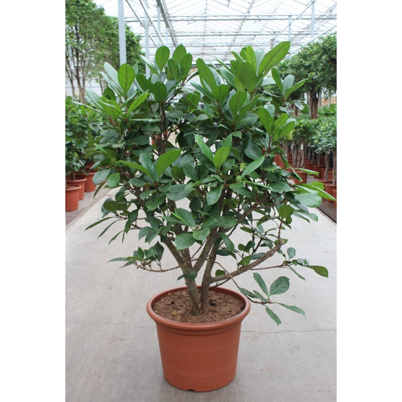 Ficus Cyathistipula