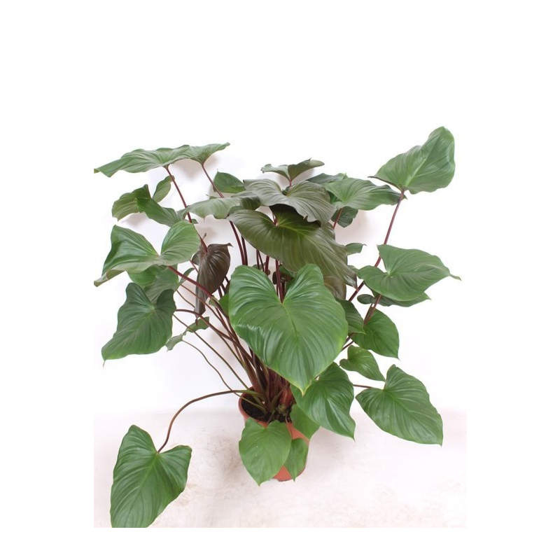 Homalomena rubescens Maggy