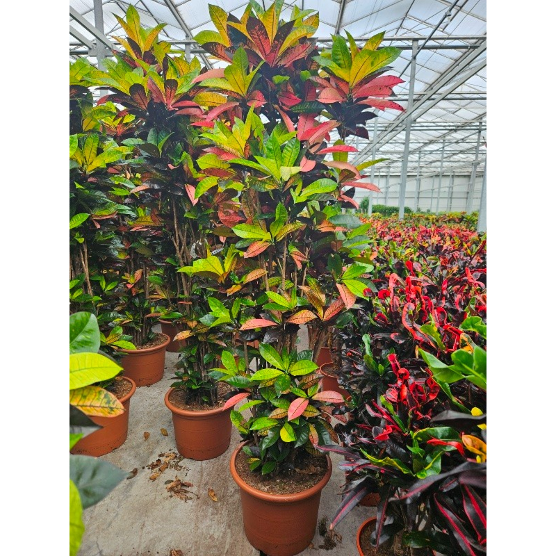 Croton Iceton