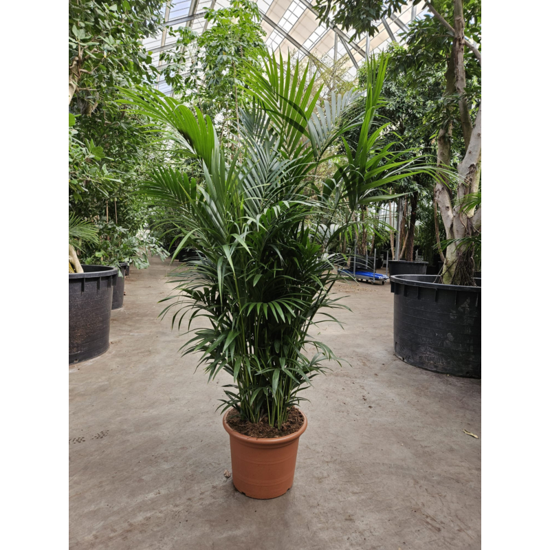 Kentia grote kantoorpalm