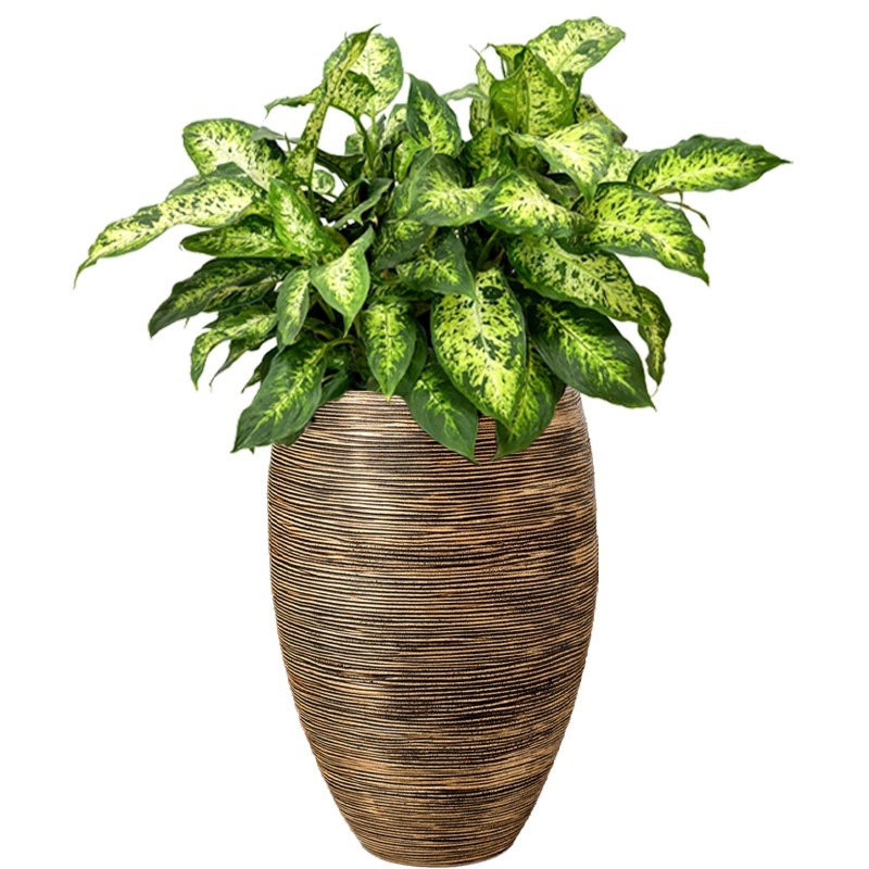 Dieffenbachia in hoge goudkleurige pot