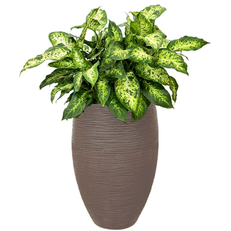 Dieffenbachia in hoge taupe pot