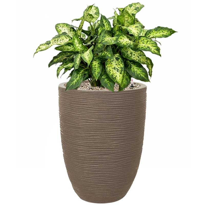 Dieffenbachia met taupe pot waterreservoir
