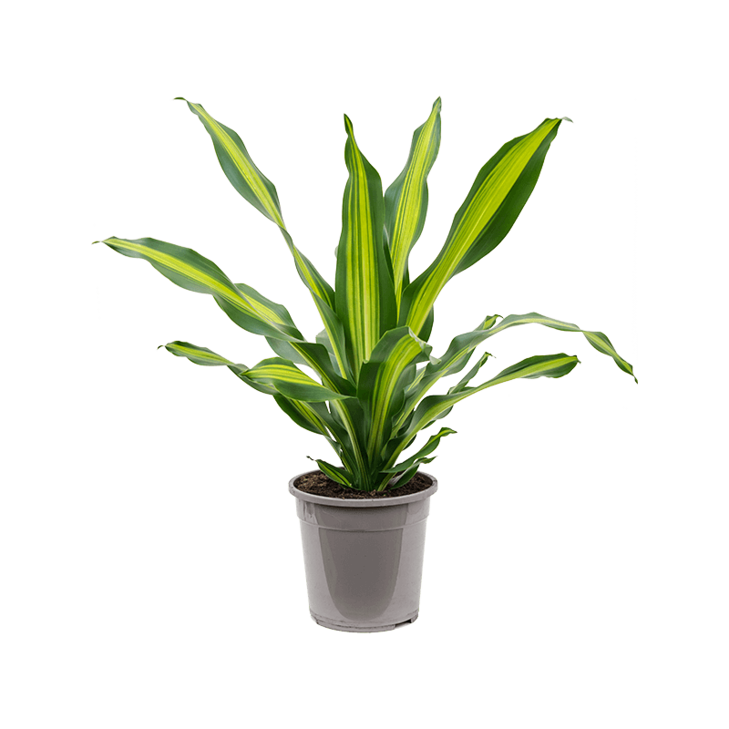 Dracaena Burley groengele kamerplant