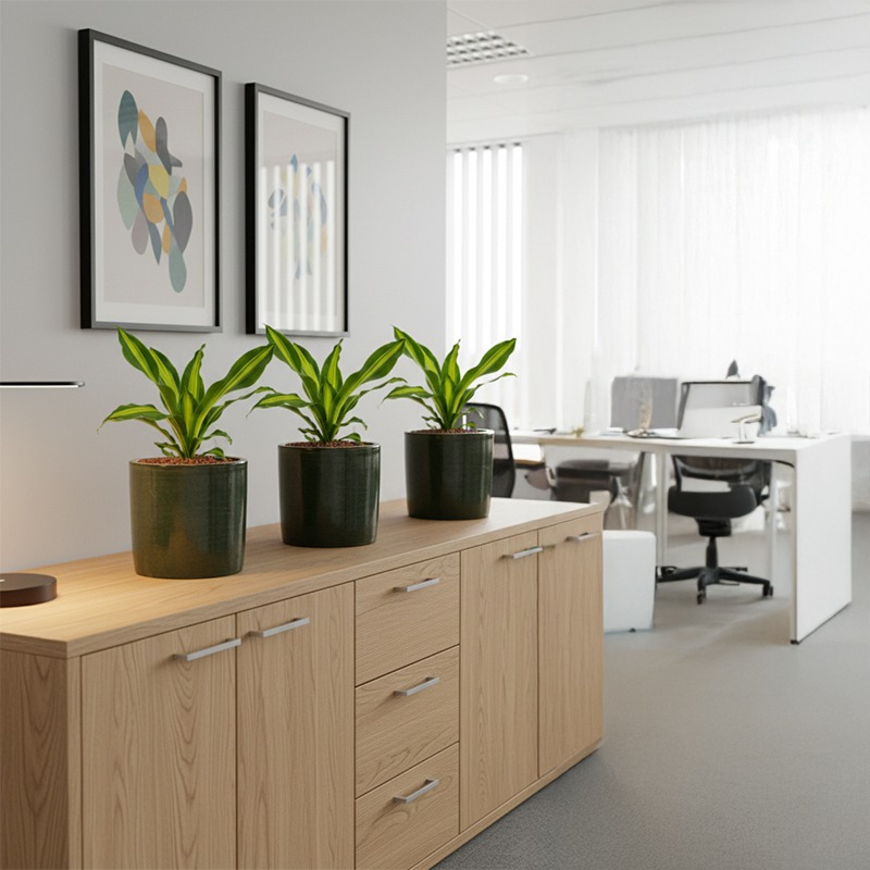 Hydrocultuur Dracaena op kast in kantoor