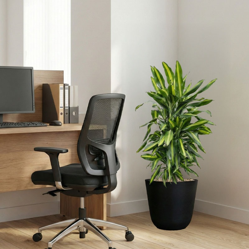 Dracaena Cintho kantoorplanten