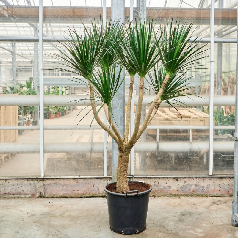 Dracaena draco kamerplant