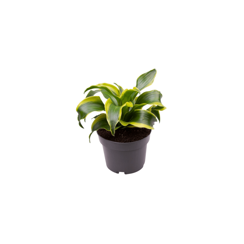 Dracaena kantoorplant, goedkope kamerplanten