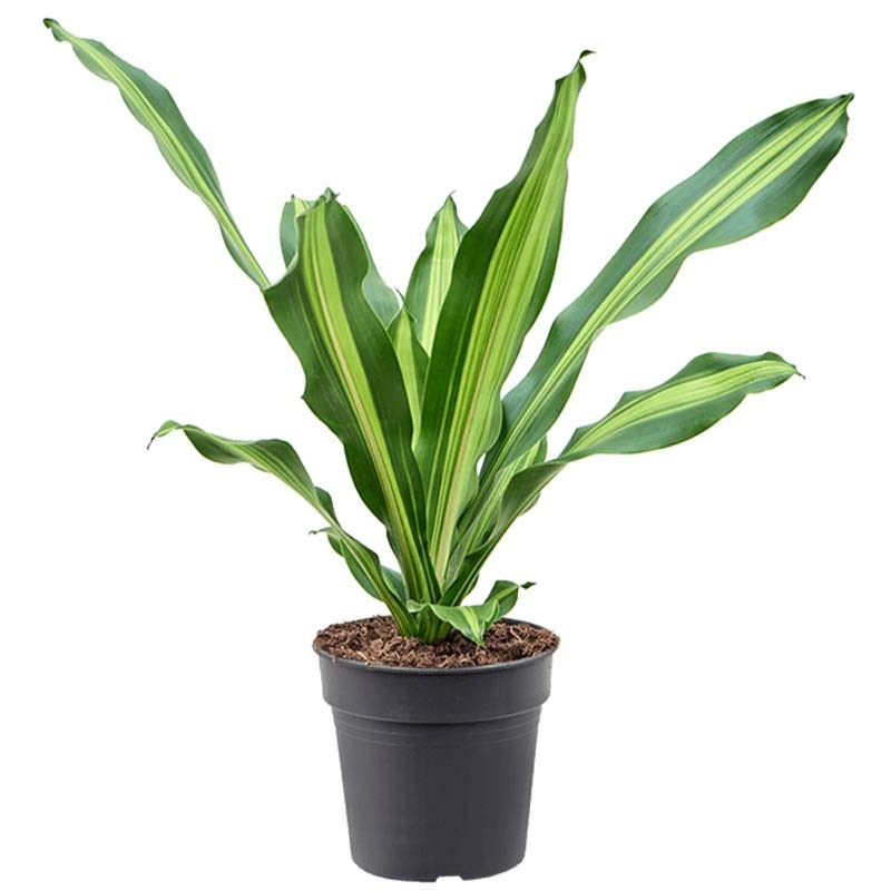 Dracaena fragrans 'Burley'