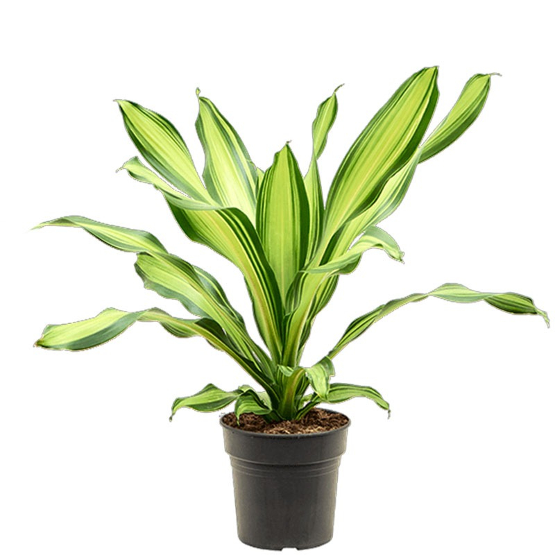 Dracaena fragrans Charley makkelijke kantoorplant