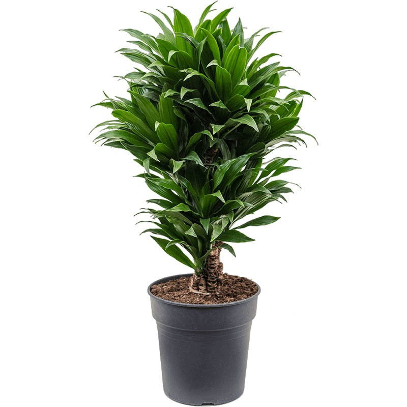 Dracaena fragrans compacta kantoorplant
