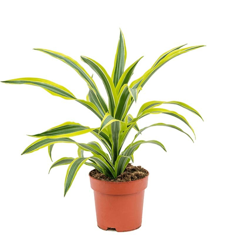 Dracaena fragrans 'Lemon Lime'