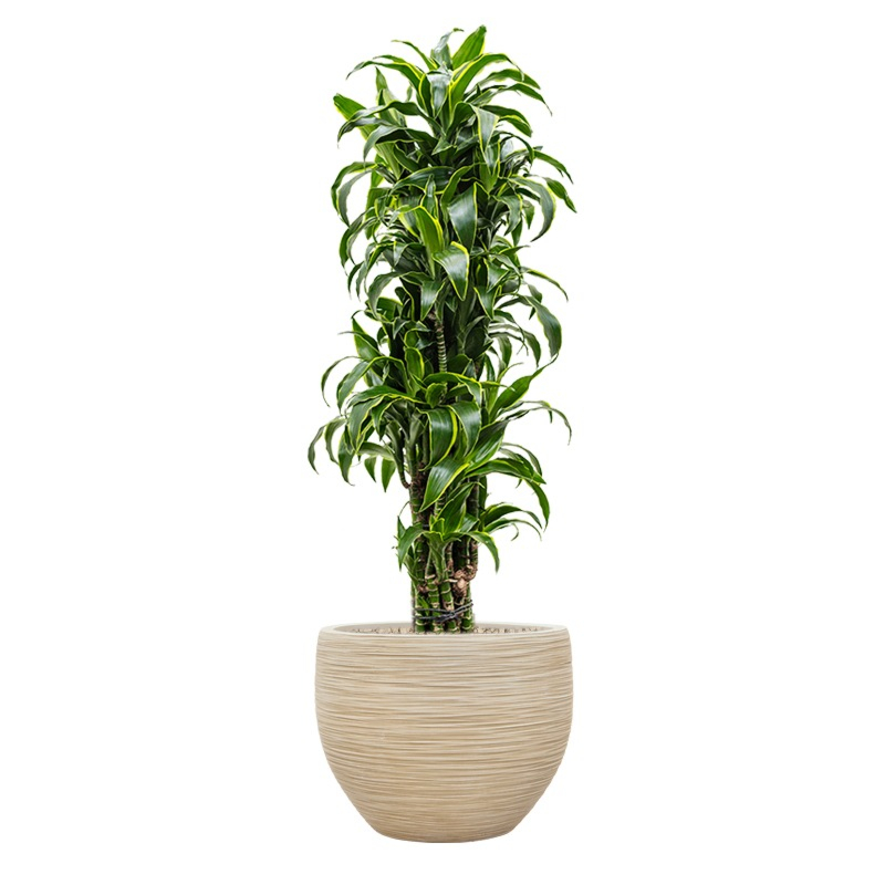 plant voor kantoor in beige pot 