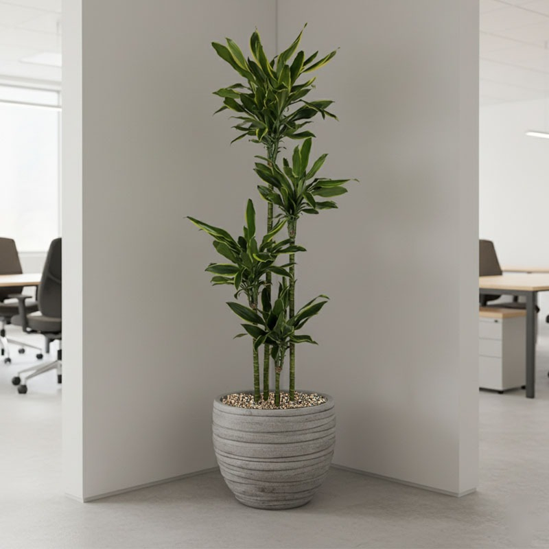 Dracaena Grote kamerplant kantoor