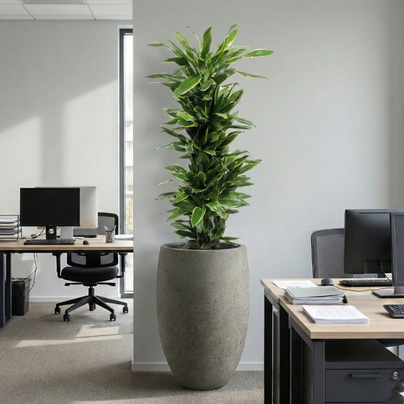 kantoorplant in pot