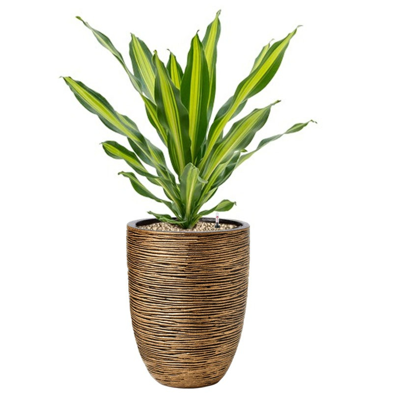 Dracaena in goud kleurige bloempot