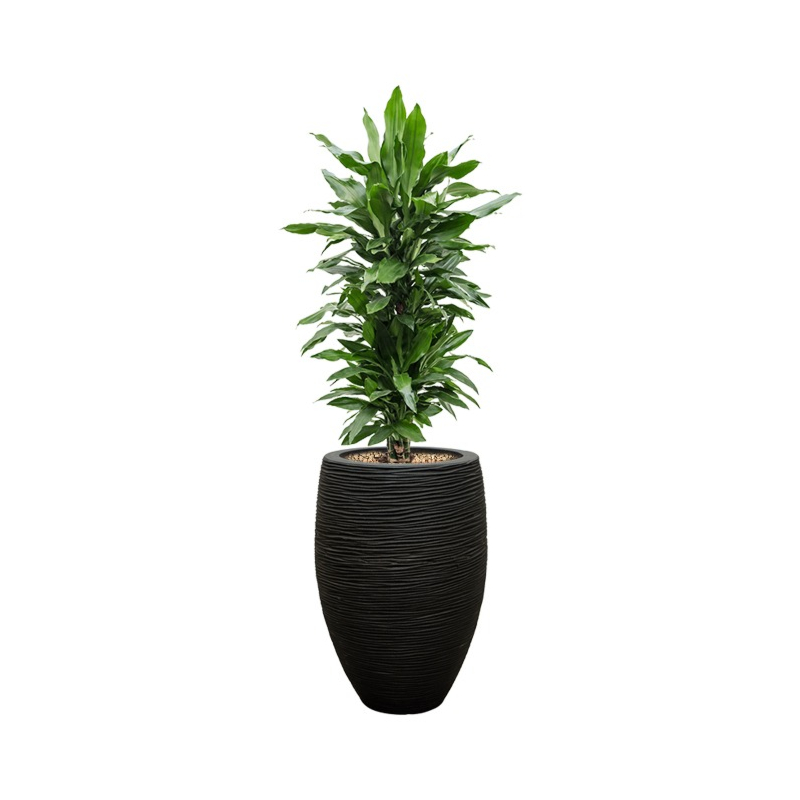 Voordeelpakket 10 kantoorplanten (4x/jaar water)