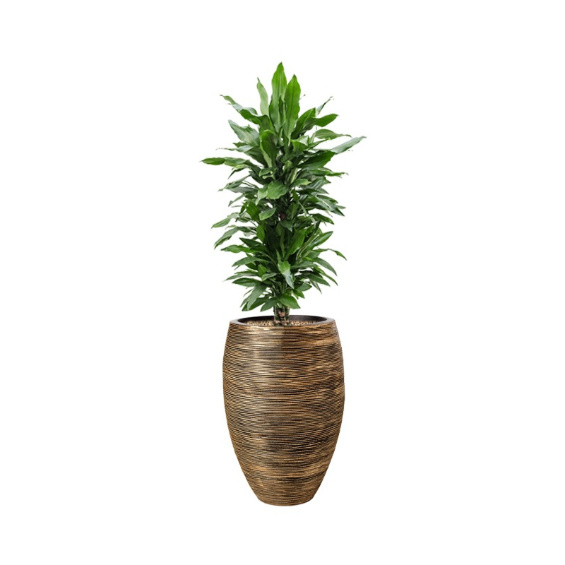 mooie dracaena capi pot goud