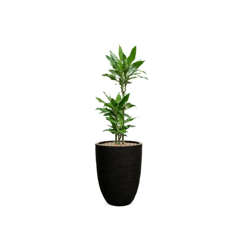 dracaena in bloempot met watermeter
