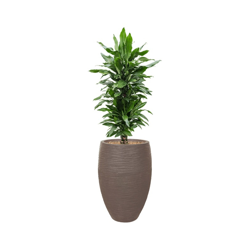 mooie dracaena capi pot taupe
