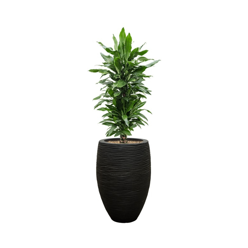 mooie dracaena capi pot zwart