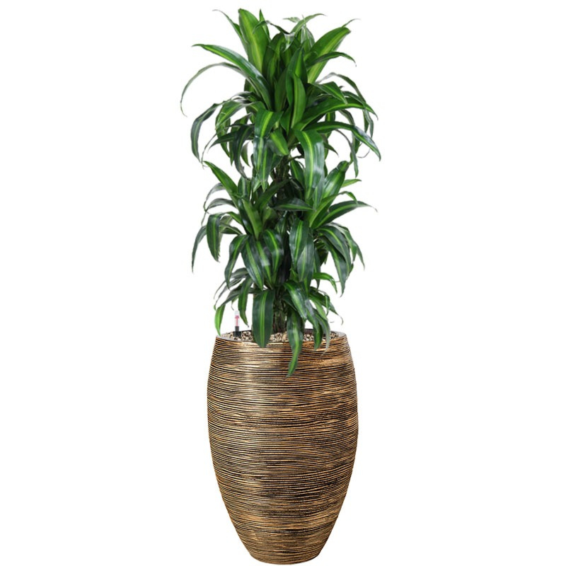 Dracaena in pot met waterreservoir