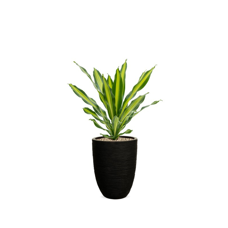 dracaena in bloempot capi