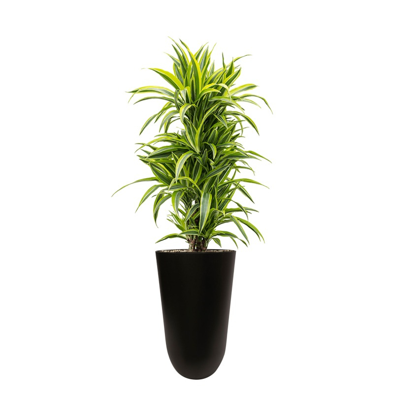 Voordelige dracaena in pot