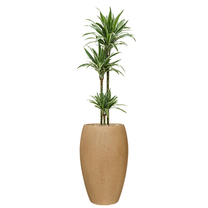 dracaena in bruin beige plantenbak