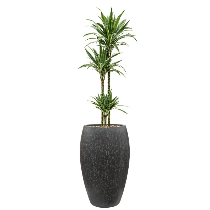 dracaena in antraciet plantenbak