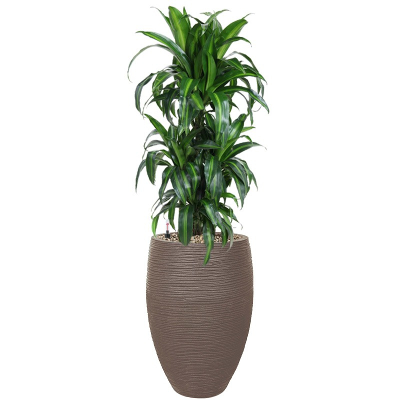 Sterke plant in pot met waterreservoir