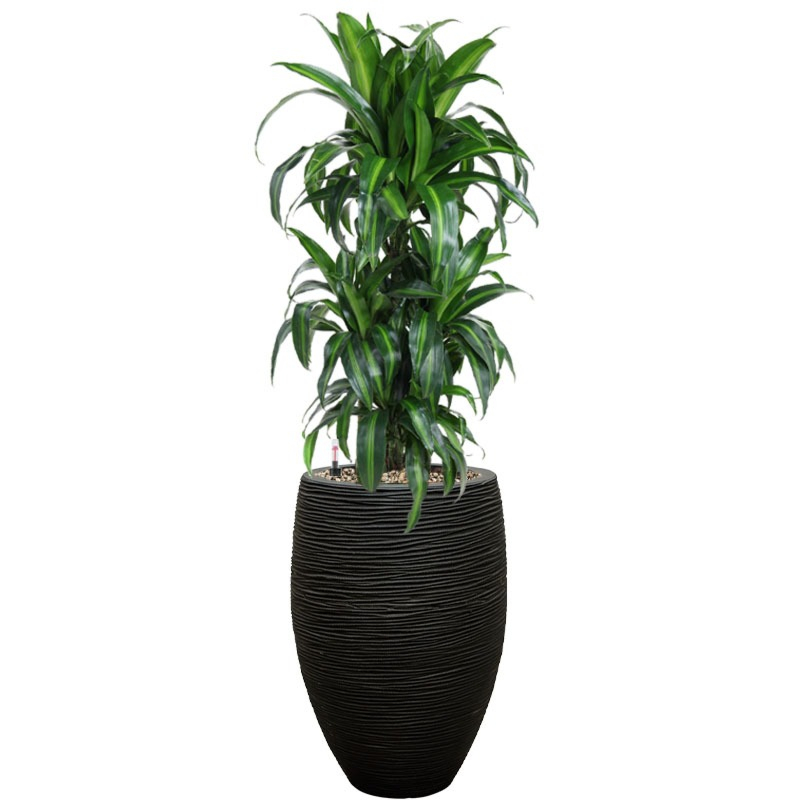 Sterke plant in zwarte pot met waterreservoir