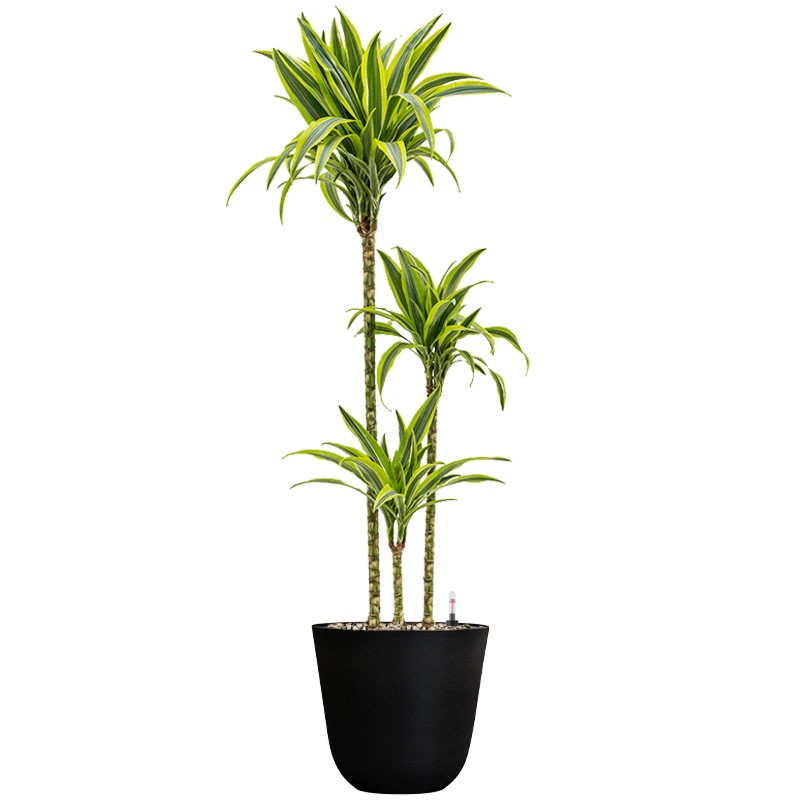 Dracaena kantoorplant in zwarte pot