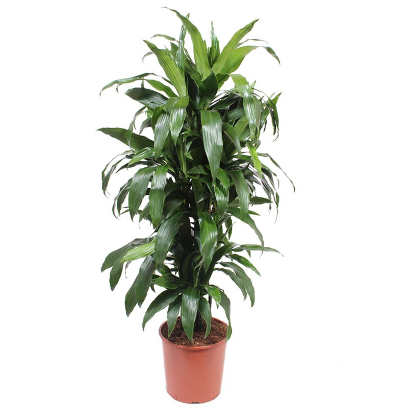 Dracaena kantoorplant groen