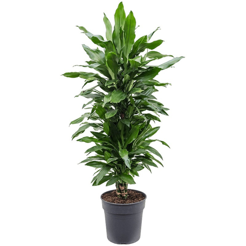 sterke makkelijke groene kantoorplant