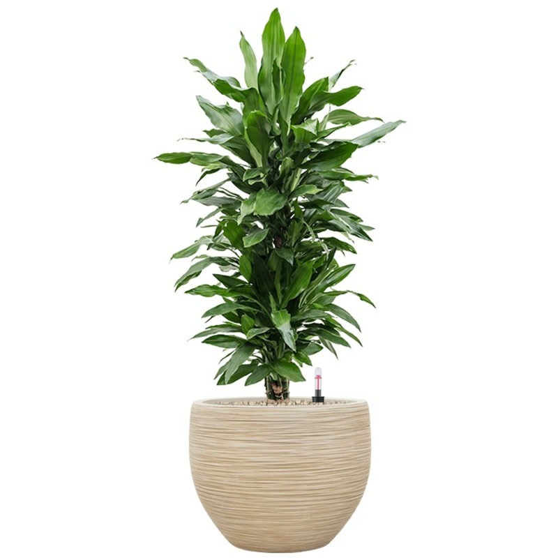 dracaena kantoorbeplanting in pot